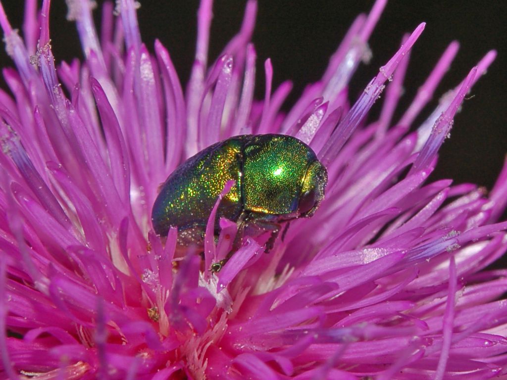 Cryptocephalus sericeus ssp. zambanellus